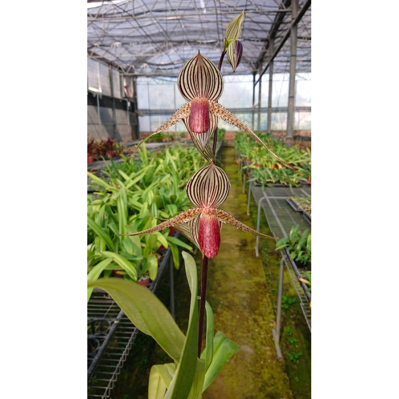 Орхидея Paph. Stone Susan x Rothschildianum - купить, доставка Украина